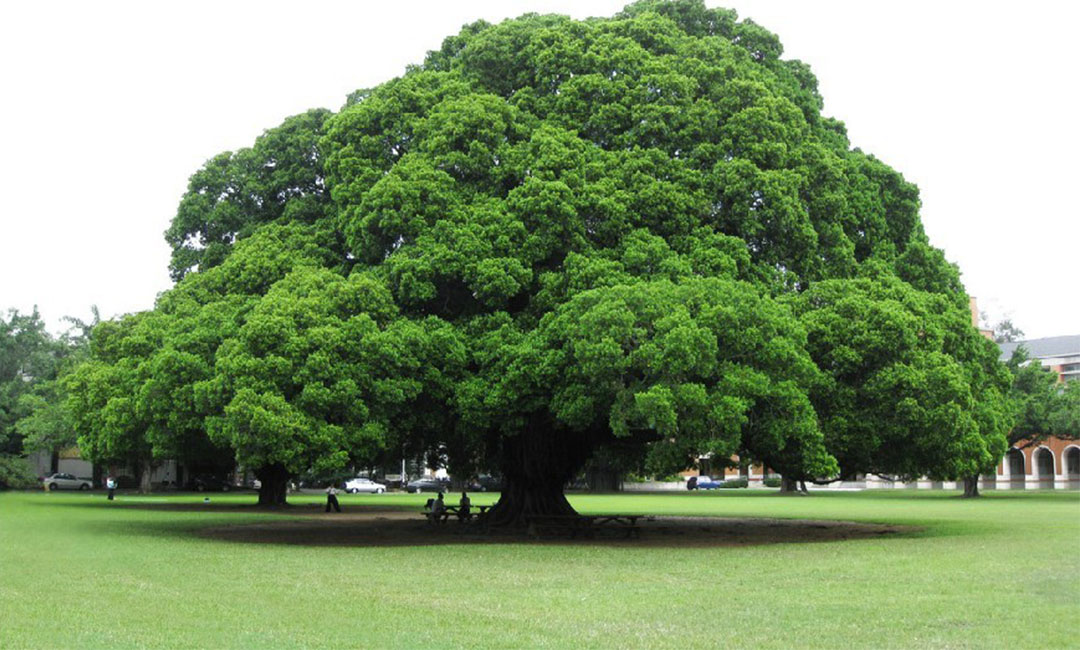 上饶金榕树服务号代运营案例